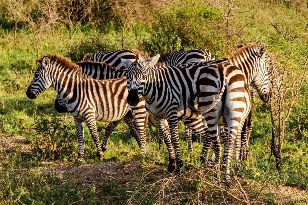 Classic Northern Circuit Safari – 7 Days of Unmatched Wildlife Adventures