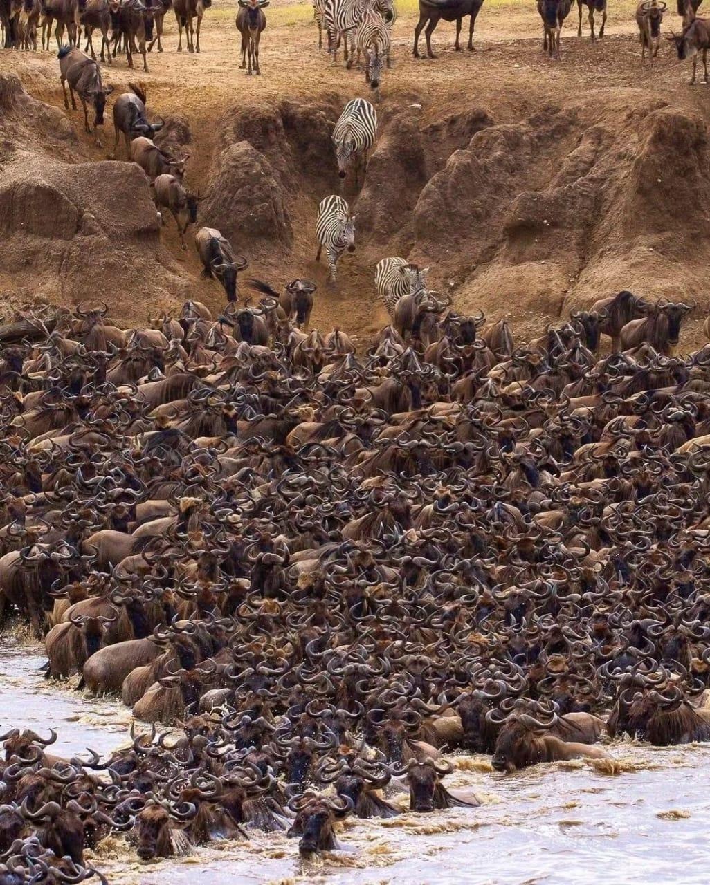 10-Day Tanzania Great Migration Safari