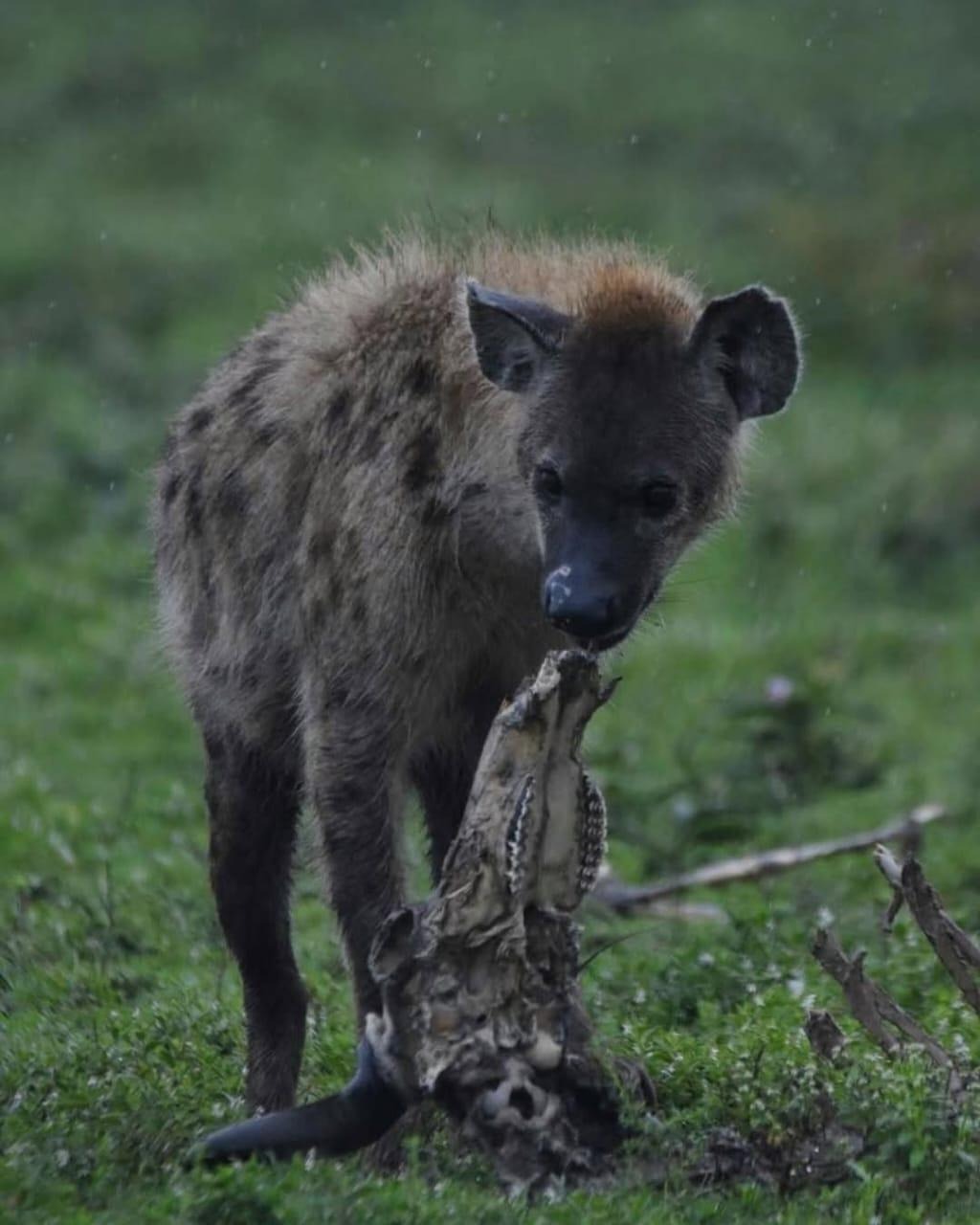 1 – Day Ngorongoro Crater safari