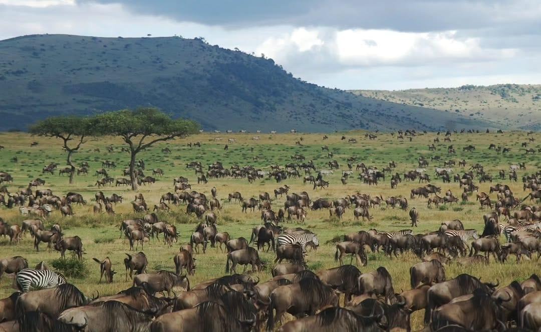 7 Days Classic Northern Circuit Safari