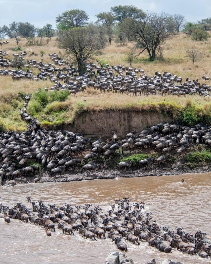 7-Day Drive-in, Fly-Out Great Migration Safari – Serengeti & Beyond